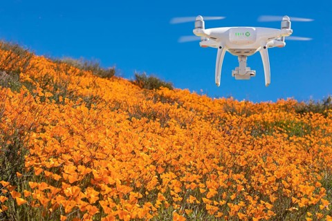 Drone flying above seasonal california poppies bloom landscape