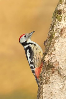 Middle spotted woodpecker