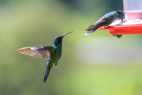 Mexican violetear