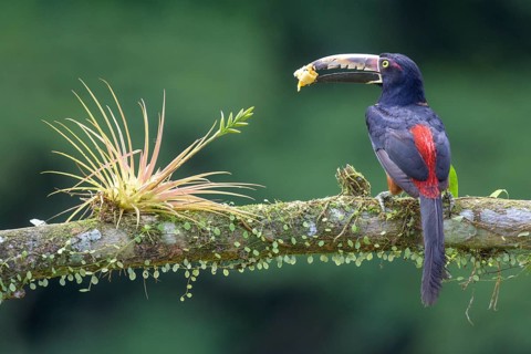 Collared aracari