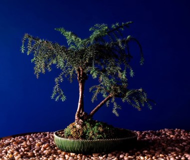 Bonsai