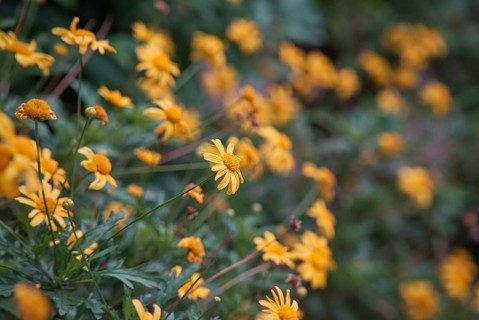 Yellow daisy flowers in a garden in spring