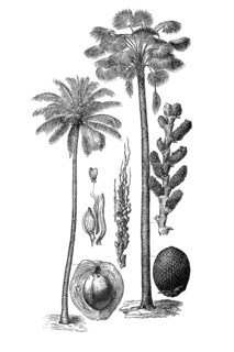 Palm trees
