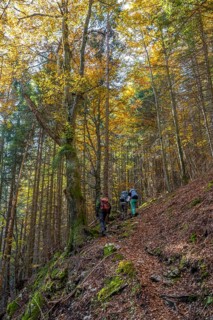 Hikers in a mixed forest in autumn