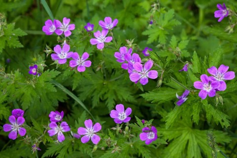 Wood cranesbill