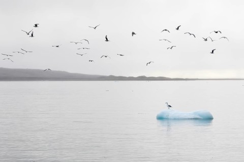 Glaucous gull