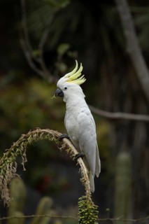 Sulphur-crested cockatoo