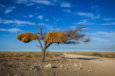 Tree with nest of Social weaver