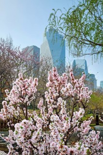 Blooming sakura blossoms flowers in Yeouido Park public park in Seoul