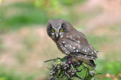 Tengmalm's Owl