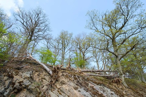 Block pile at Knorreichenstieg
