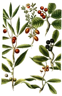 Cerasus africana