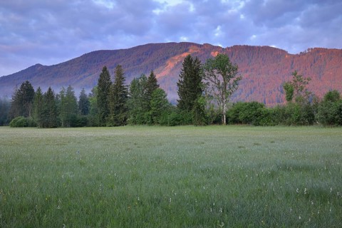Common cottongrasses