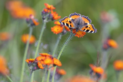 Small tortoiseshell