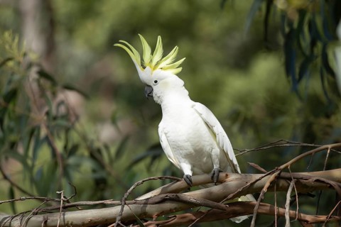 Sulphur-crested cockatoo