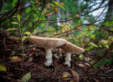 Pearl mushroom