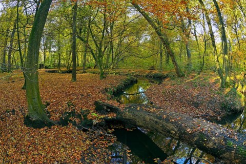 Deadwood in the Rotbach in the autumnal Hiesfeld Forest
