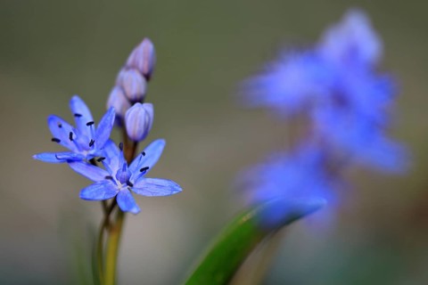 Squill