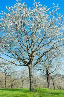 Bluehende Vogel-Kirschen