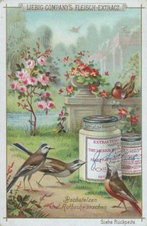 Native Birds Series