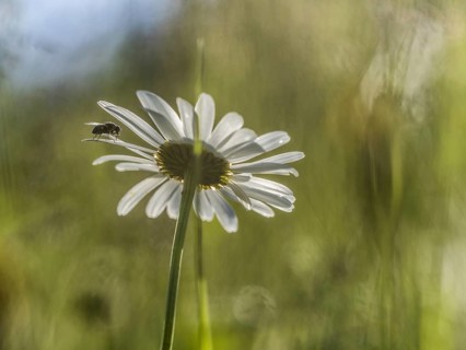 Marguerite