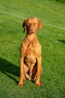 Young Vizsla male