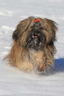 Lhasa Apso running in the snow