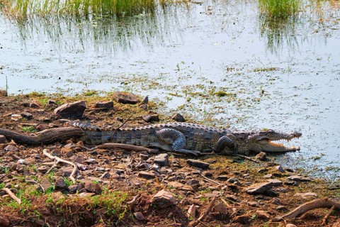 Snub Nosed Marsh Crocodile mugger crocodile