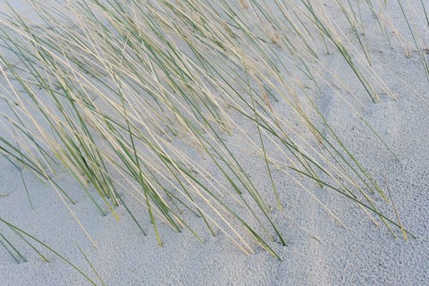 Strandhafer