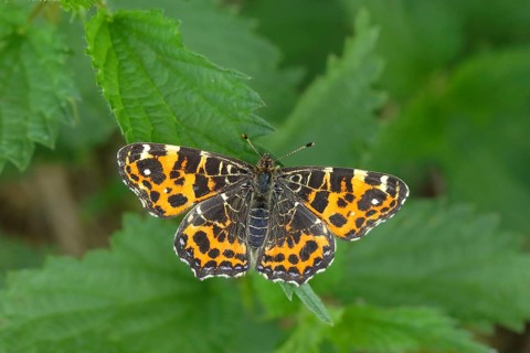Map butterfly