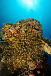Bennet's bennett's feather star