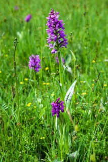 Broad-leaved western marsh orchid