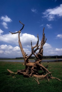 An uprooted tree branch makes for a perfect picture in Kabini