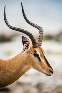 Black-faced impala
