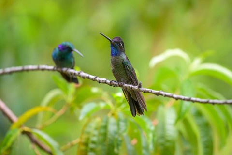 Male Talamanca Hummingbird