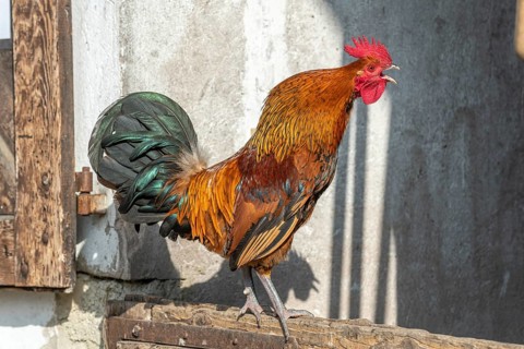 Portrait of a Rooster crowing in a farmyard. Educational Farm
