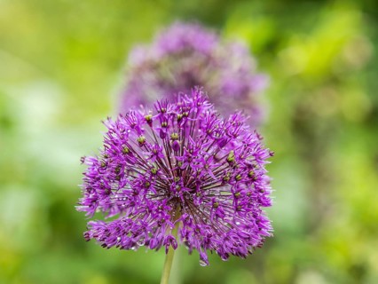 Ornamental leek
