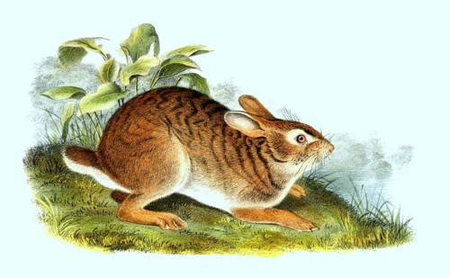 Cottontail rabbit
