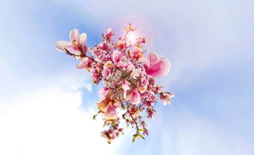 Magnolia tree