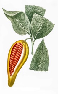 Fruit of the cacao tree