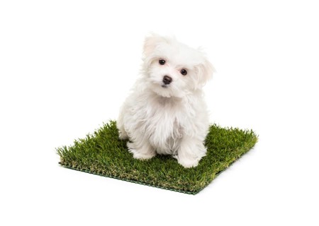 Cute maltese puppy dog sitting on section of artificial turf grass on white background