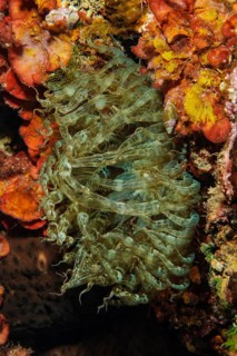 Close-up of sea anemone
