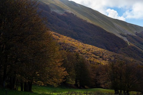 Foliage in the woods in Autumn