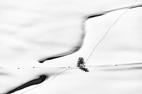 Tief verschneiter Bachlauf mit kleinem Baum und Tierspuren