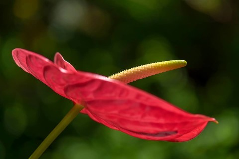 Flower of a large flamingo flower