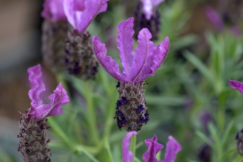 Bush of a lavender
