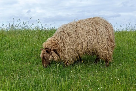 Norwegian sheep on the dike