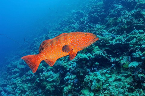 Grouper Panther Trout