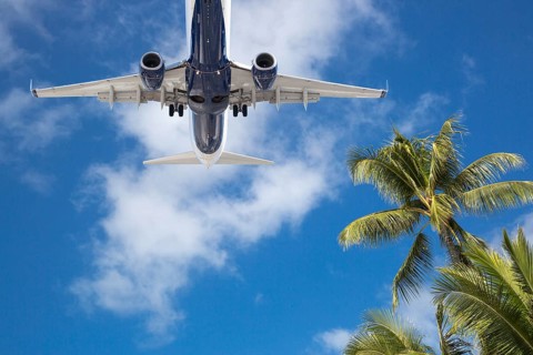 Bottom view of passenger airplane flying over tropical palm trees