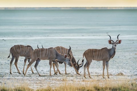 Greater kudu
